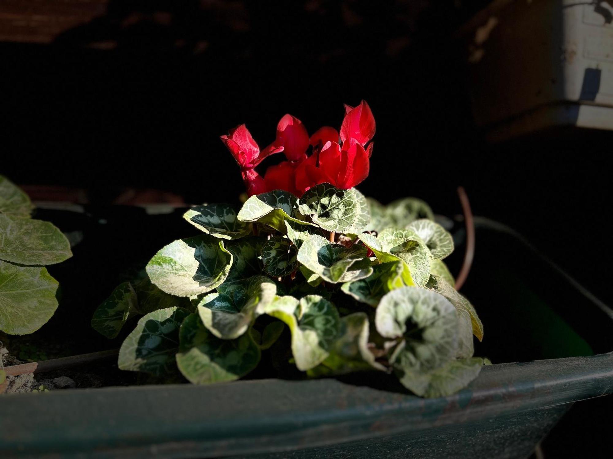 Ahuzat Shaul Seaside Bed and Breakfast Hadera Exteriör bild